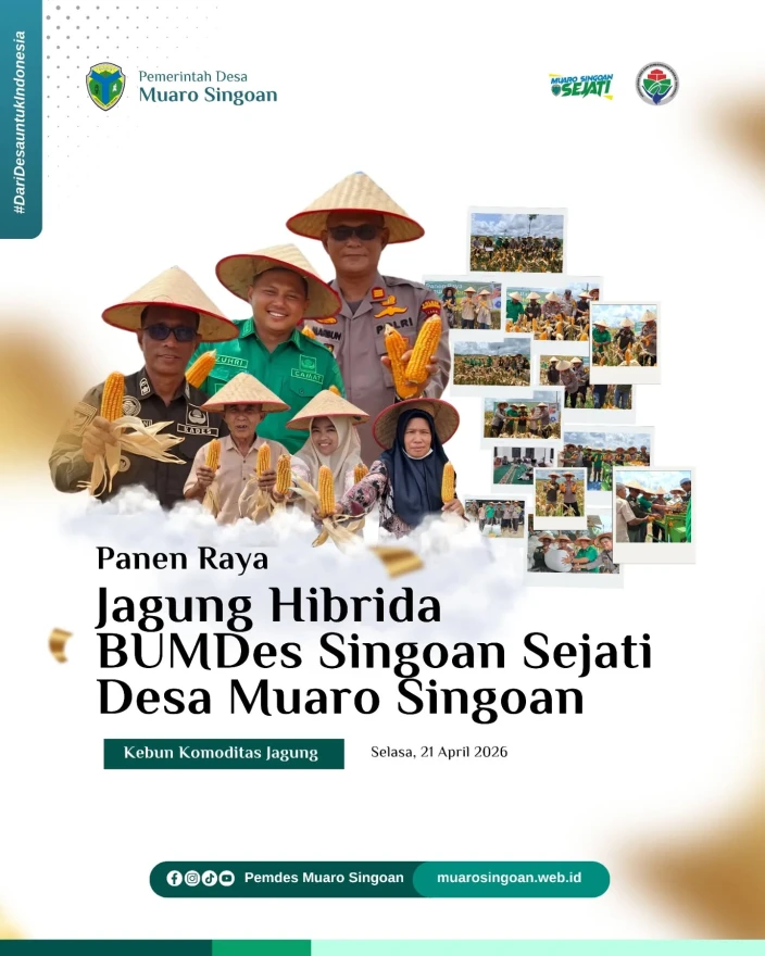 ujudkan Ketahanan Pangan, BUMDes Sejati Muaro Singoan Gelar Panen Raya Jagung Hibrida