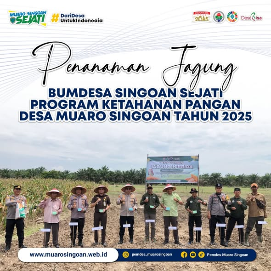 PENANAMAN JAGUNG HIBRIDA BUMDesa SINGOAN SEJATI PROGRAM KETAHANAN PANGAN DESA MUARO SINGOAN